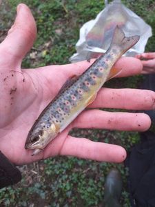 Brown Trout