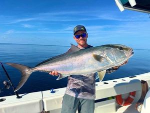 Greater Amberjack