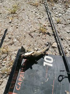 Black Bullhead