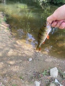 European Perch