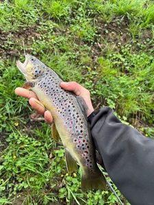 Brown Trout
