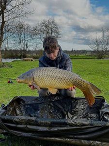 Common Carp