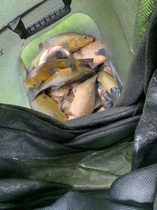 Tench
