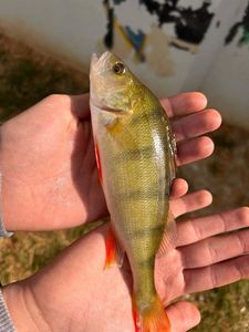 European Perch