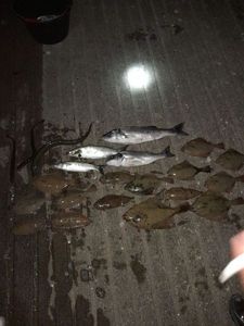 European Bass (Seabass)