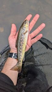 Brown Trout