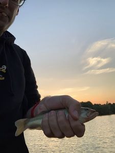 Largemouth Bass