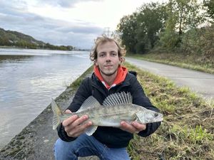 Zander