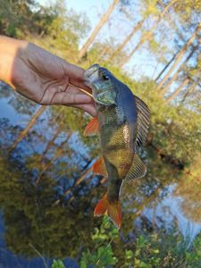European Perch