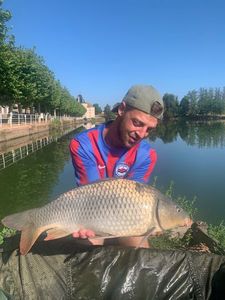 Common Carp