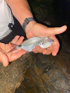 Saddled Seabream