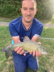 Tench