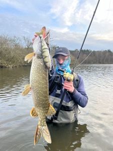 Northern Pike