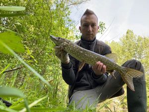 Northern Pike