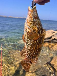 Ballan Wrasse