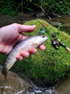Brown Trout