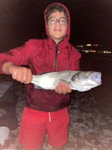 Spotted Seabass