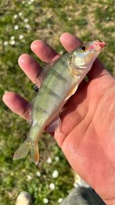 European Perch