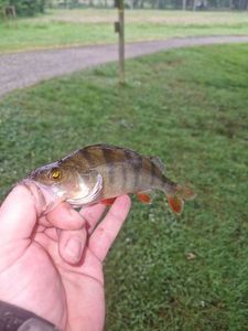 European Perch