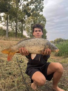 Common Carp