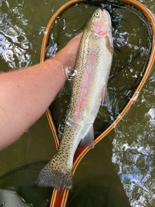Rainbow Trout
