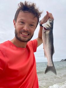 European Bass (Seabass)