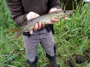 Northern Pike