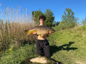 Mirror Carp