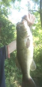 Largemouth Bass