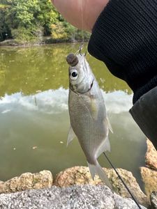 Common Bream