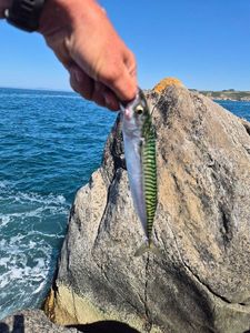 Mackerel