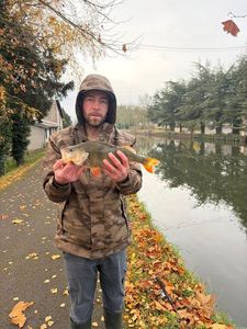 European Perch