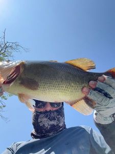 Largemouth Bass