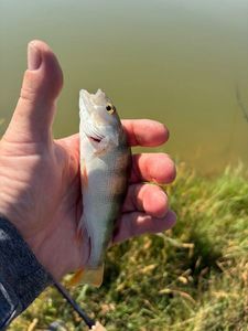 European Perch