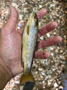 Brown Trout