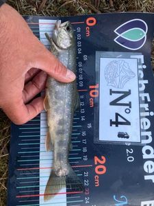 Arctic Char
