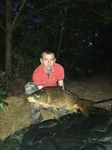 Common Carp