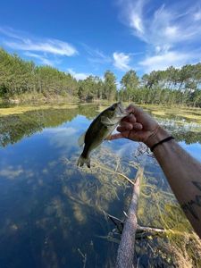 Largemouth Bass