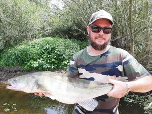 Zander
