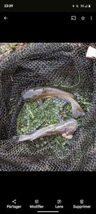 Black Bullhead