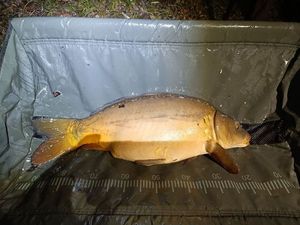 Mirror Carp