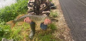 Northern Pike