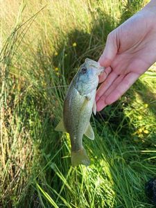 Largemouth Bass