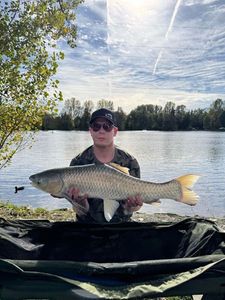 Grass Carp