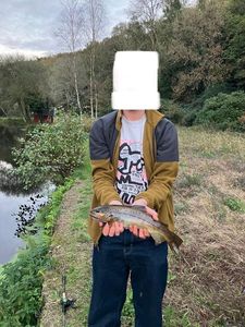 Brown Trout