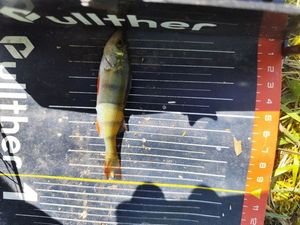 European Perch