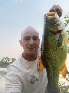 Largemouth Bass