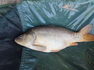 Mirror Carp