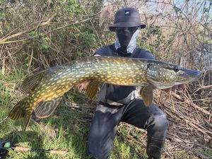 Northern Pike