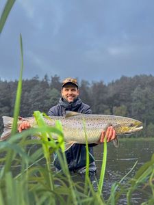 Atlantic Salmon